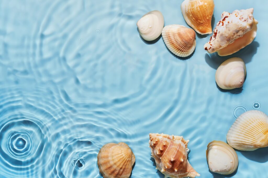 Transparent water sea shells background. Backdrop for natural cosmetic, beauty, sun protection, spa